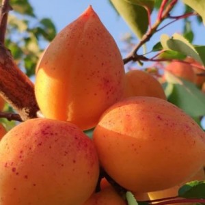 Абрикос Академик