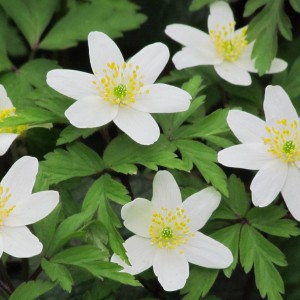 Луковица анемоны Дубравная 