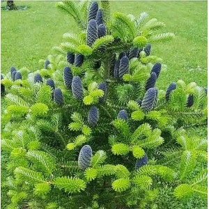 Ель Корейская 20-40 см