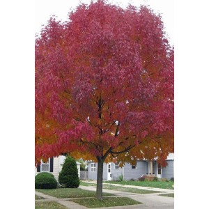 Саженец клёна Гиннала (100-150 см)