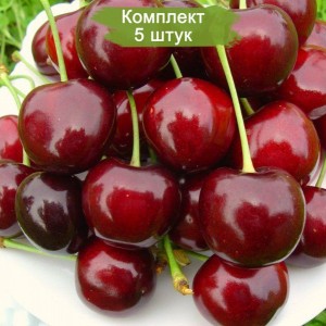 Саженцы черешни Крупноплодной черной -  комплект 5 шт.
