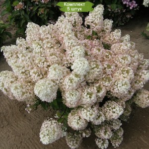 Саженцы гортензии метельчатой Бобо (Bobo) -  комплект 5 шт.