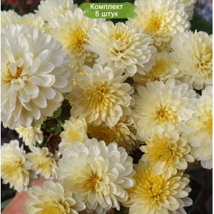 Саженцы Светло-желтой хризантемы мультифлоры Осса -  комплект 5 шт.