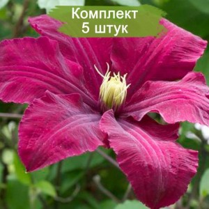 Саженцы клематиса Ниобе (Niobe) -  комплект 5 шт.