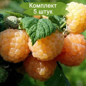 Саженцы ремонтантной малины Утренняя Роса (Желтая) -  комплект 5 шт.