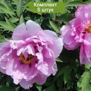 Саженцы пиона древовидного As pretty as flower and jade -  комплект 5 шт.