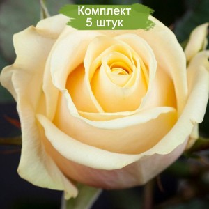 Саженцы чайно-гибридной розы Талея (Talea) -  комплект 5 шт.