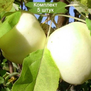 Саженцы яблони Белый налив -  комплект 5 шт.