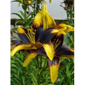 Луковица лилии азиатской Лайон харт (Lion Heart)