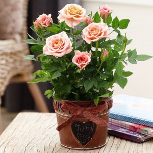 Саженец розы в горшке