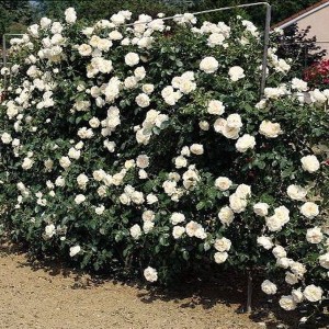 Саженец плетистой розы Айсберг Клайминг / Айсберг Клаймбинг (Iceberg Climbing)