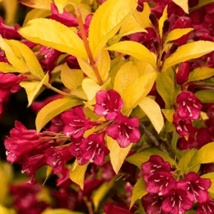 Саженец вейгелы цветущей Брайн Рубидор (Briant Rubidor)