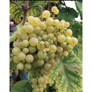 Виноград Глера