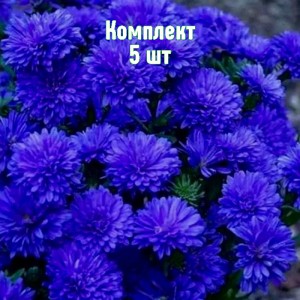 Комплект 5шт / Астра Роял Блю