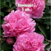 Комплект 5шт / Пион Мадам Роза Рандатте