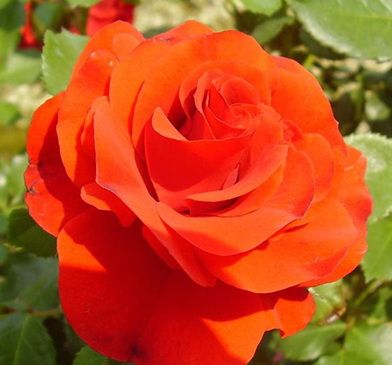 Штамбовые розы – мечта дачника